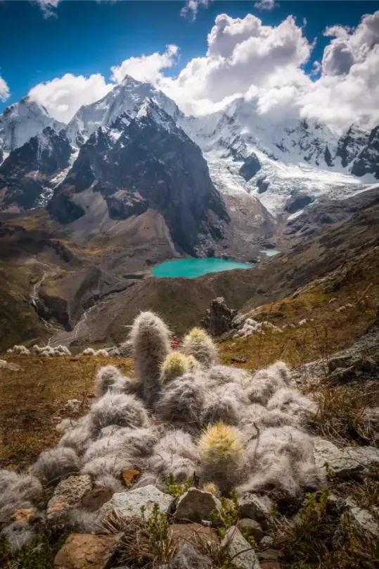 Andean cacti above a turquoise lake and glaciers
