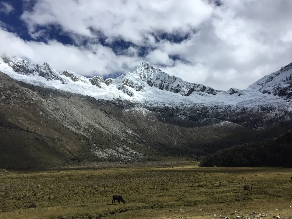 A cow grazing in a mountain pasture beneath glaciers and jagged snow-covered peaks